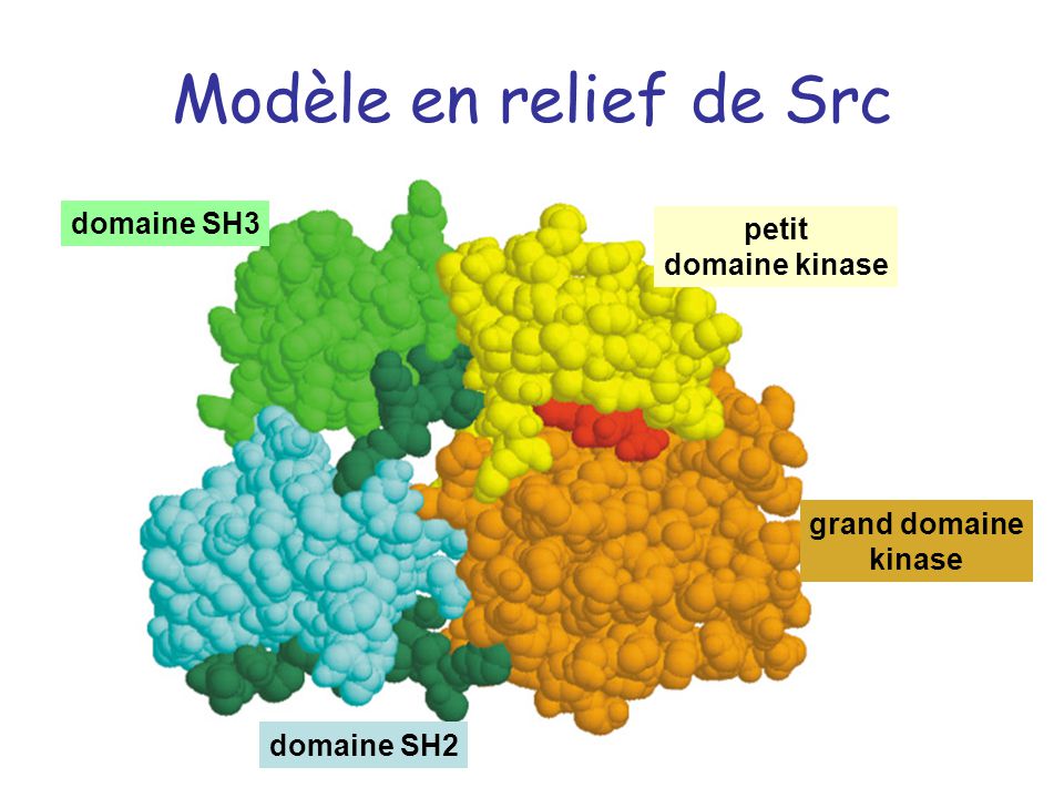 Chapitre Les Prot Ines Ppt T L Charger